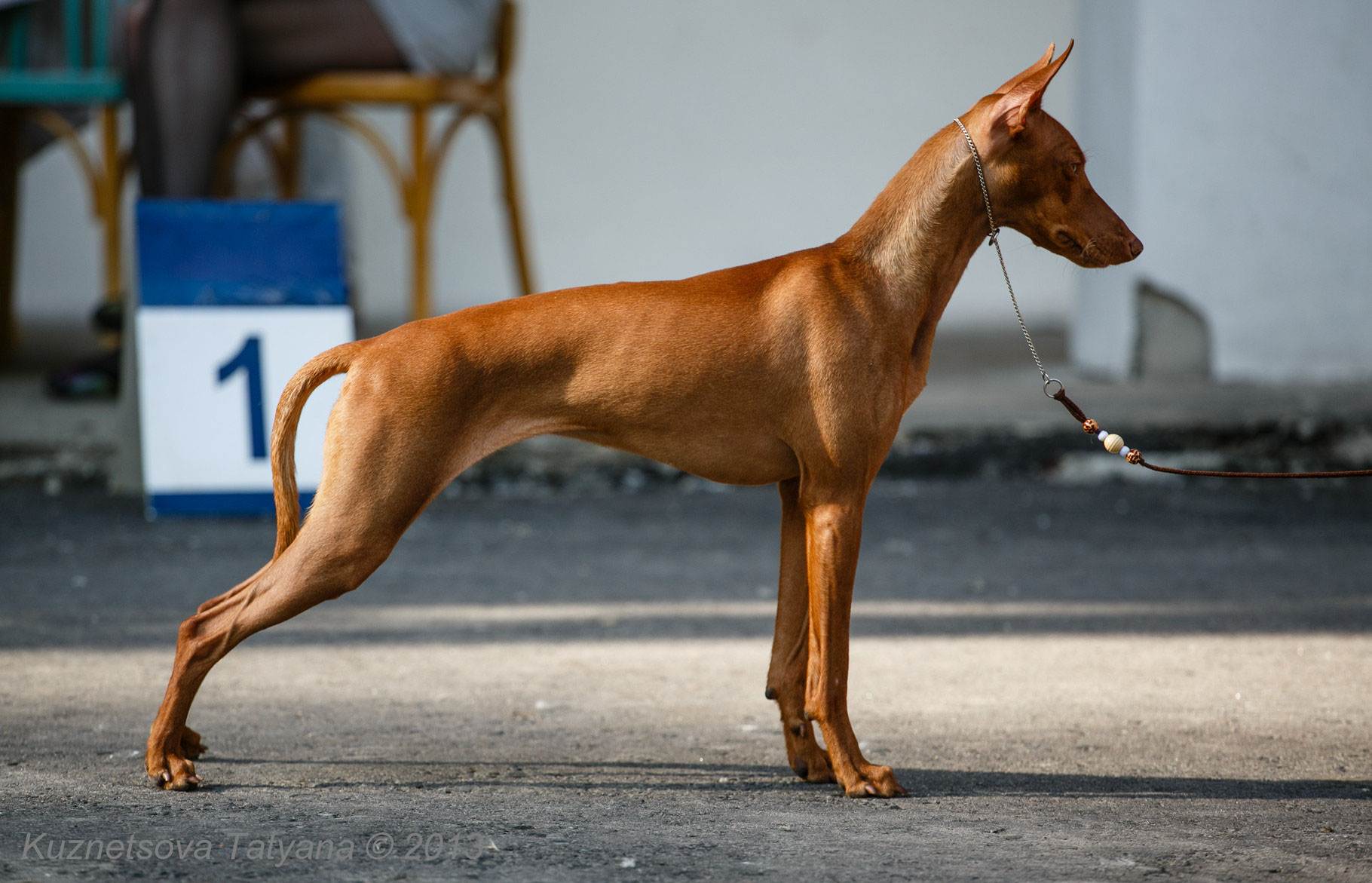 Фото чирнеко дель этны или сицилийской борзой, происхождение, предназначение и описание породы собак