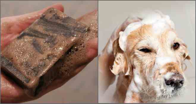 Можно ли мыть собаку от блох дегтярным мылом | мур тв
