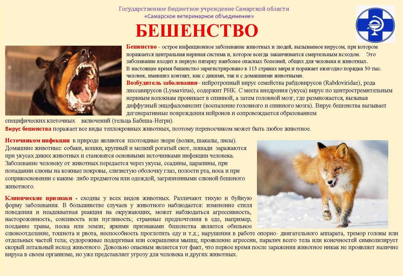 Бешенство у кошек: инкубационный период, симптомы и опасность для человека. прививка от бешенства кошке - animallist.ru