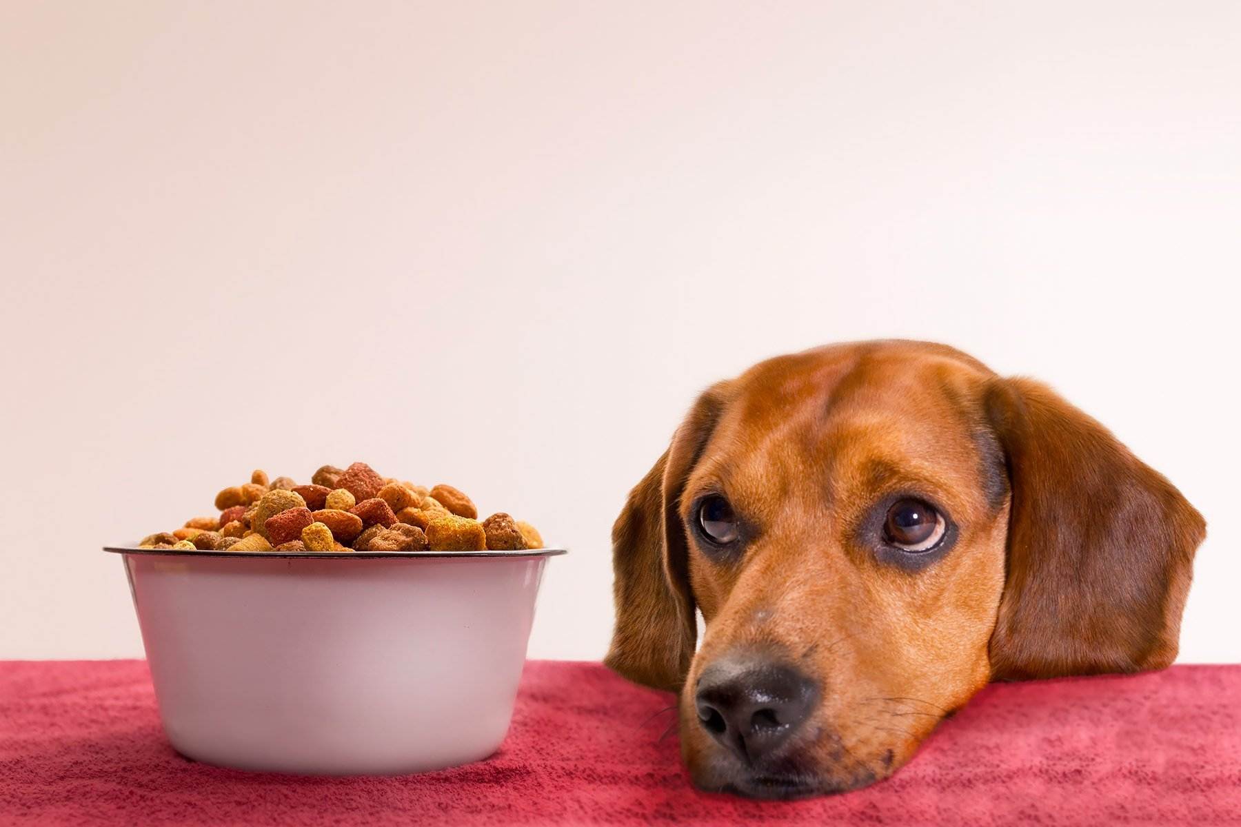 Почему собака прячет еду: 5 причин, на которые стоит обратить внимание