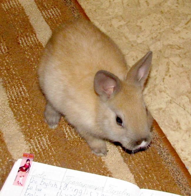Как назвать кролика: имена для кроликов мальчиков и девочек