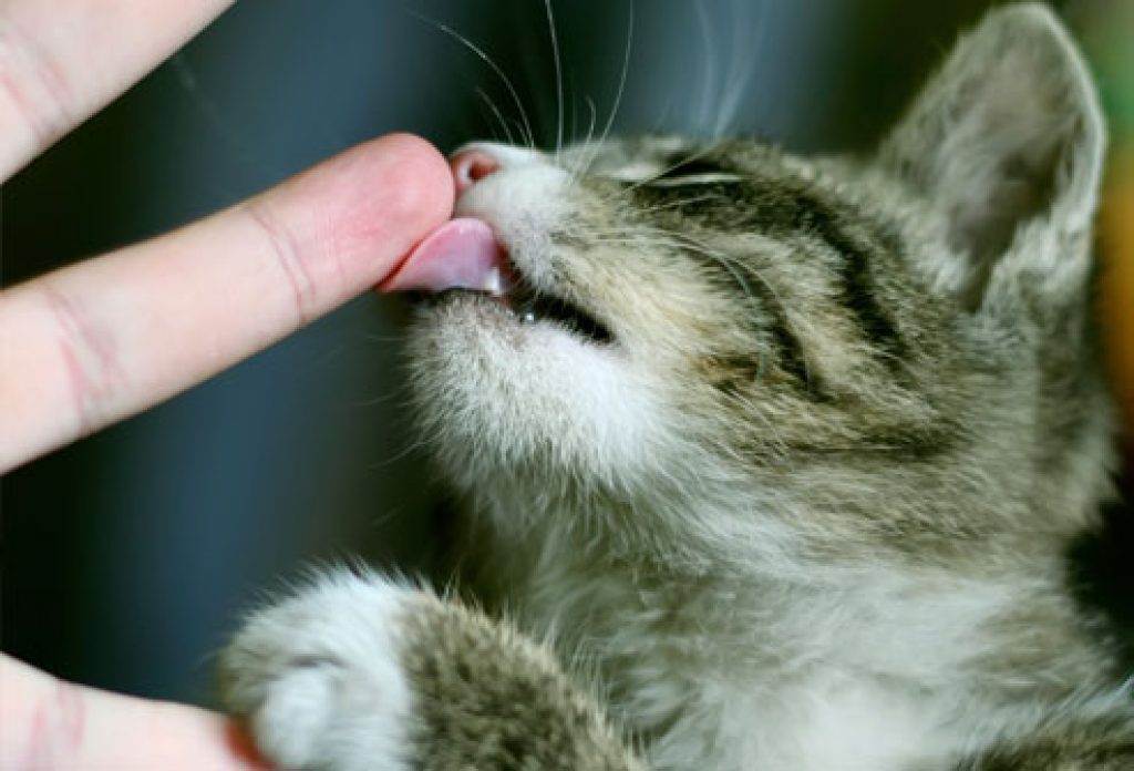 Почему кошки лижут руки хозяину и другим людям