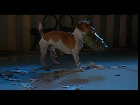 Порода собаки из фильма маска | название, как звали