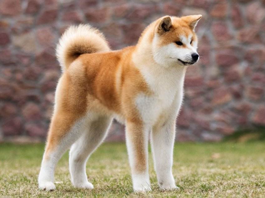 Описание и краткая характеристика популярных собак японских пород