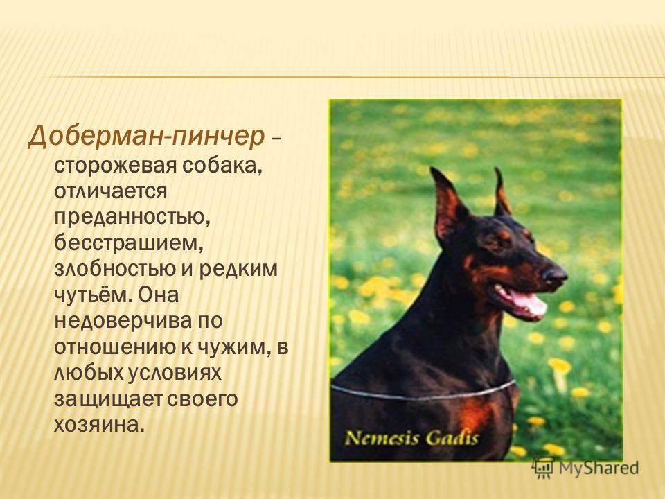 Австрийский пинчер: самое важно о собаке, особенности и уход (фото)