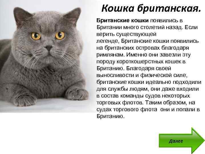 Американская короткошерстная кошка: фото, характер и описание :: syl.ru