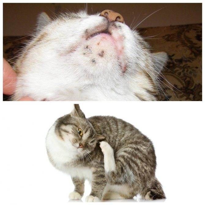 Подкожный клещ у кошек и котов: виды, симптомы, фото, лечение у взрослых животных и котят