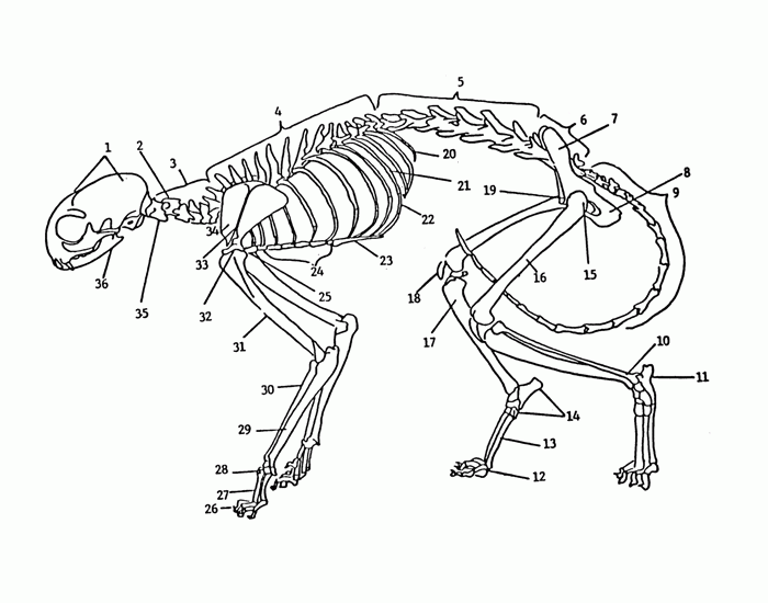 Анатомия кошки: внутренние органы, строение с фото и схемами