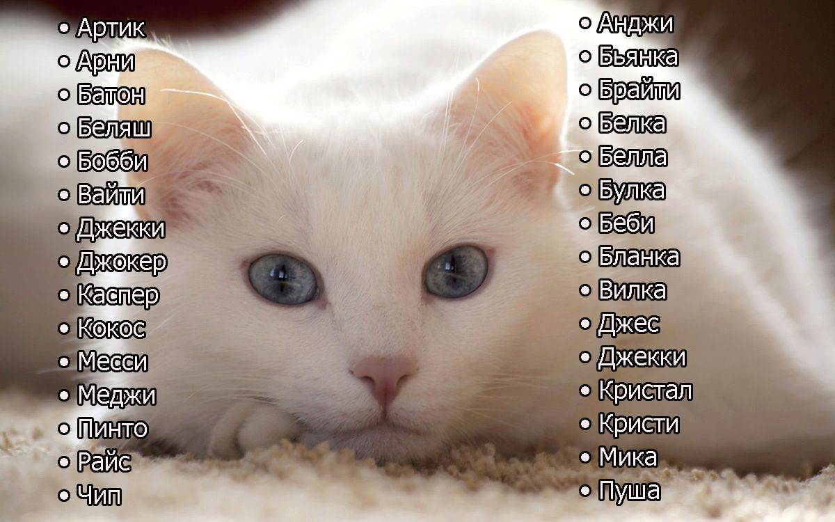 Редкие и необычные имена для котят-девочек и мальчиков: оригинальные клички +видео