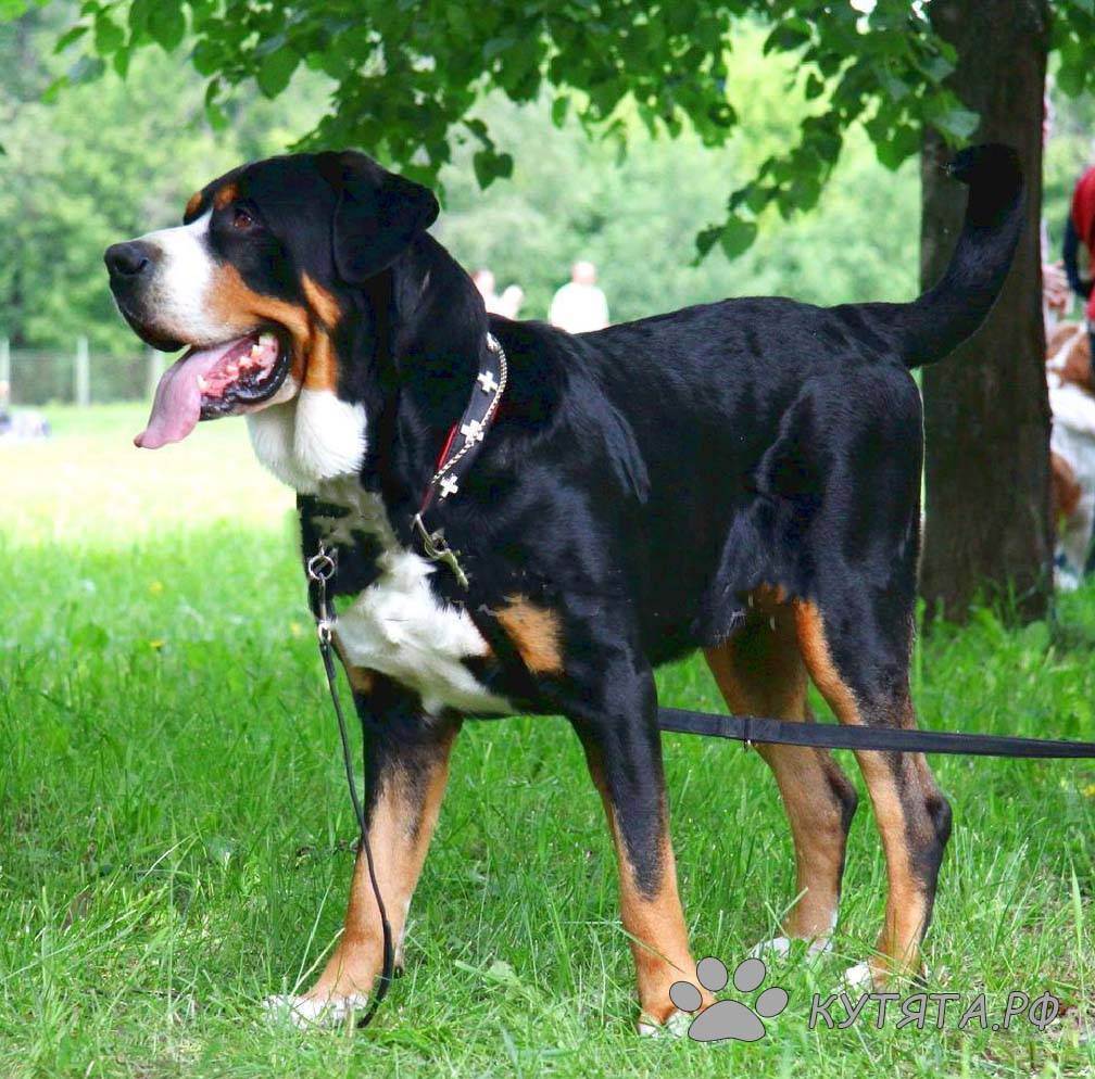 Большой швейцарский зенненхунд: описание породы, внешний вид собаки с фото, особенности ухода