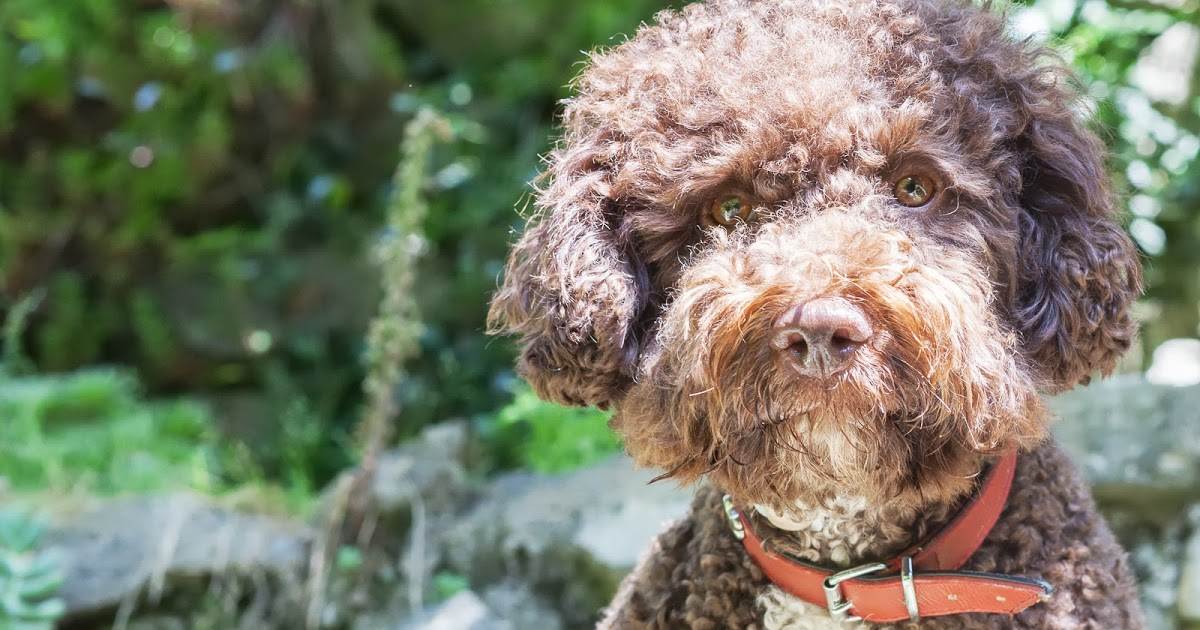 Лаготто-романьоло: фото и описание итальянской водяной собаки, особенности содержания и ухода