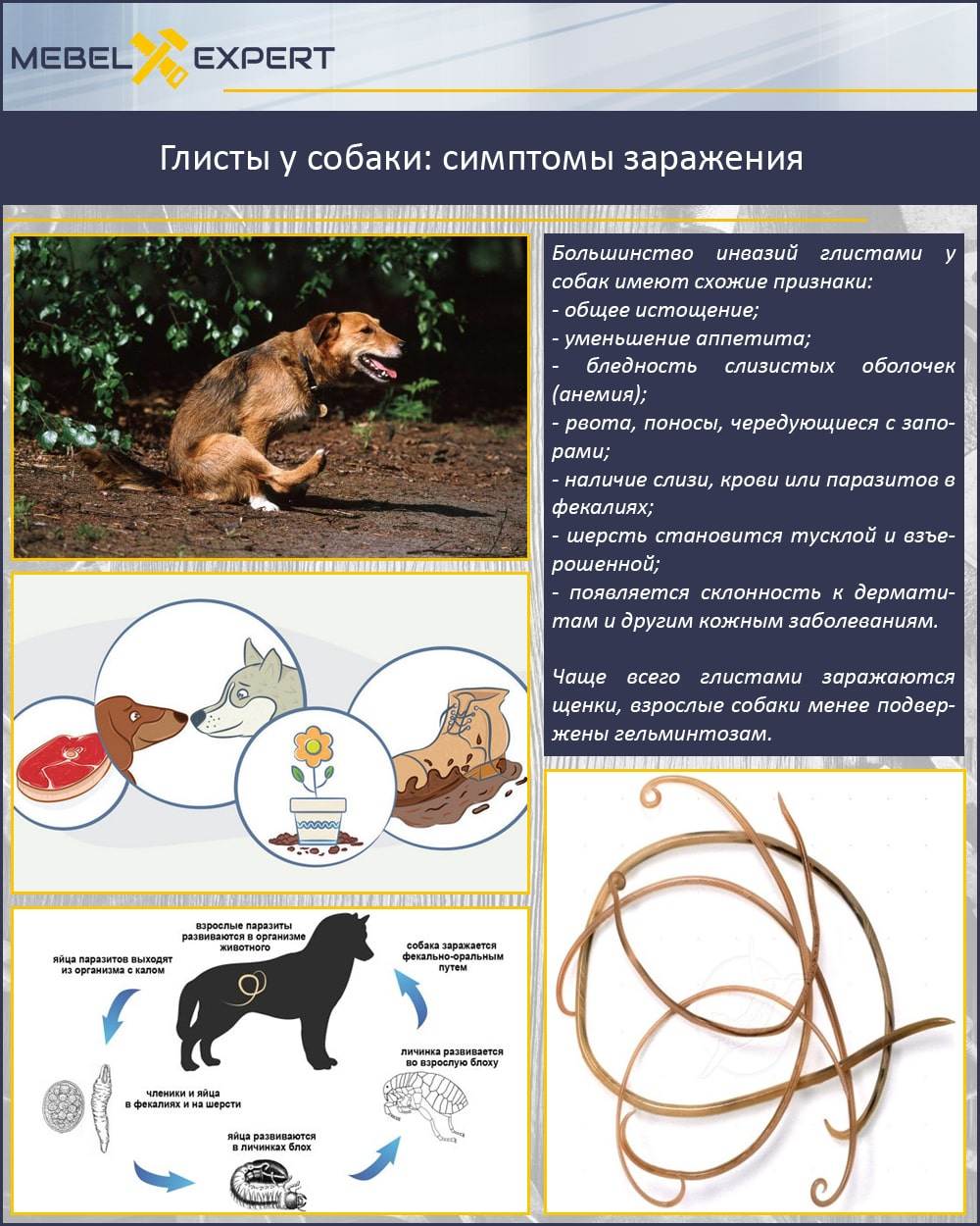 Глисты у собаки: симптомы и лечение | фото, как понять
