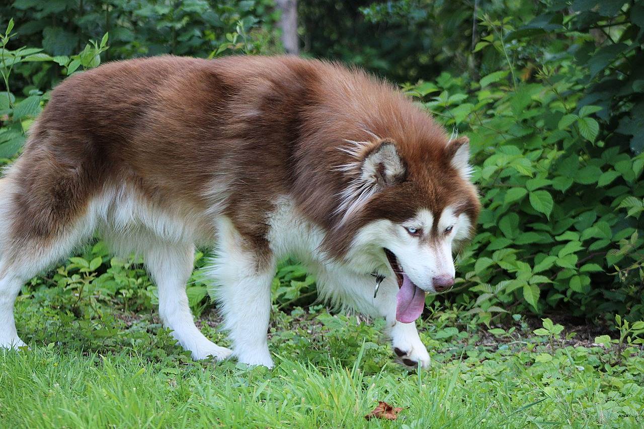 Канадская эскимосская собака: фото, описание породы, характера