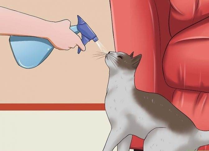 Как отучить кота драть обои и мебель
