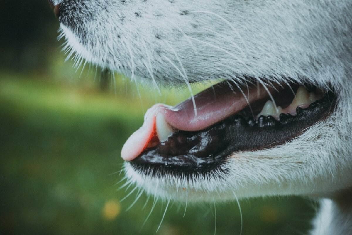 Запах изо рта у собаки