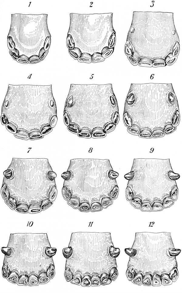 Как определить возраст собаки по зубам таблица — собачьи клыки