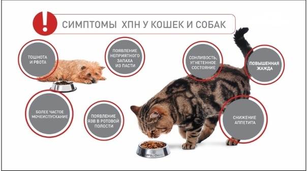 Заболевания почек у кошек собак | фитоэлита здоровые почки