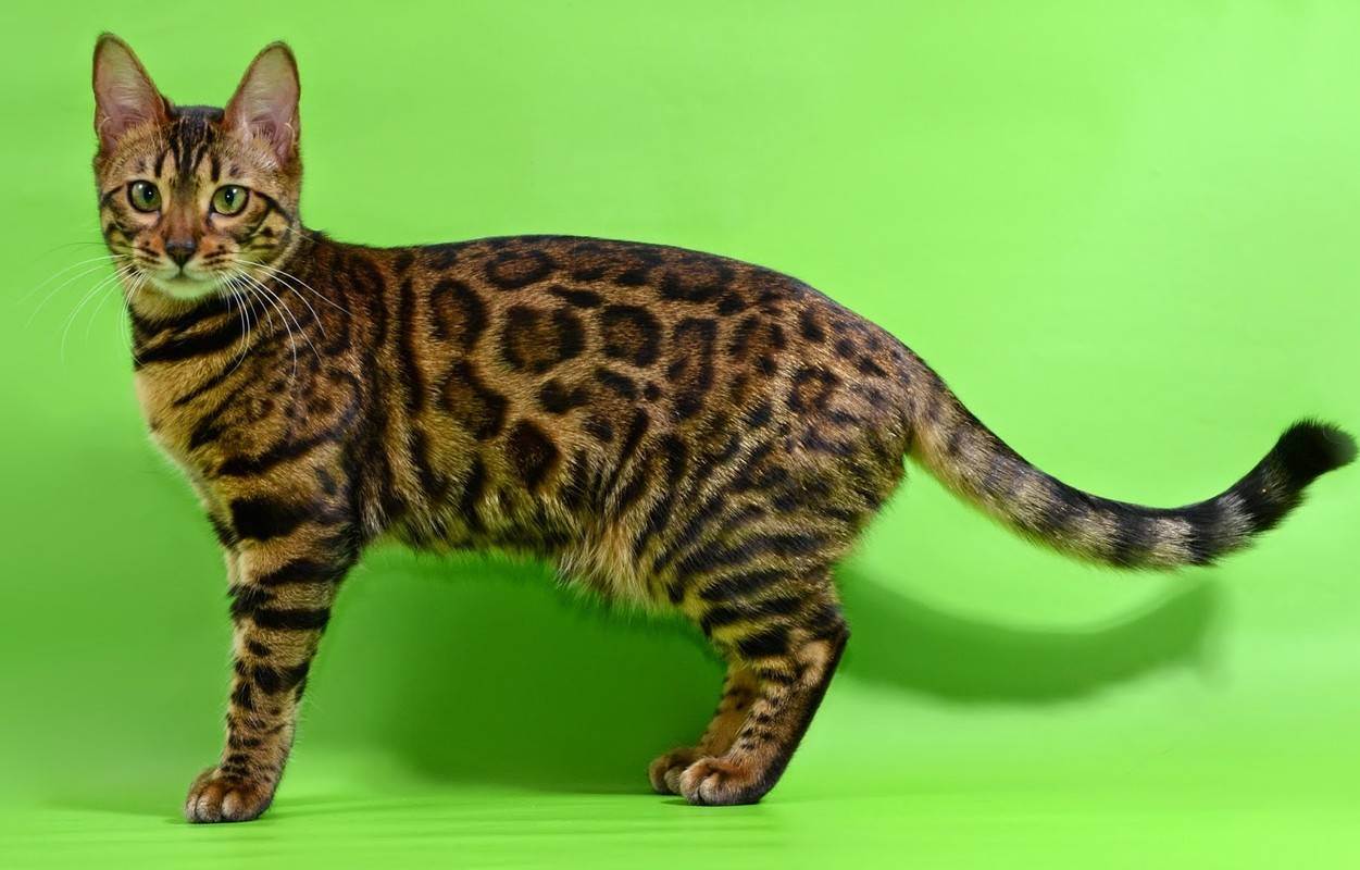 Пятнистые кошки: породы с названиями и фотографиями | окрас с пятнами