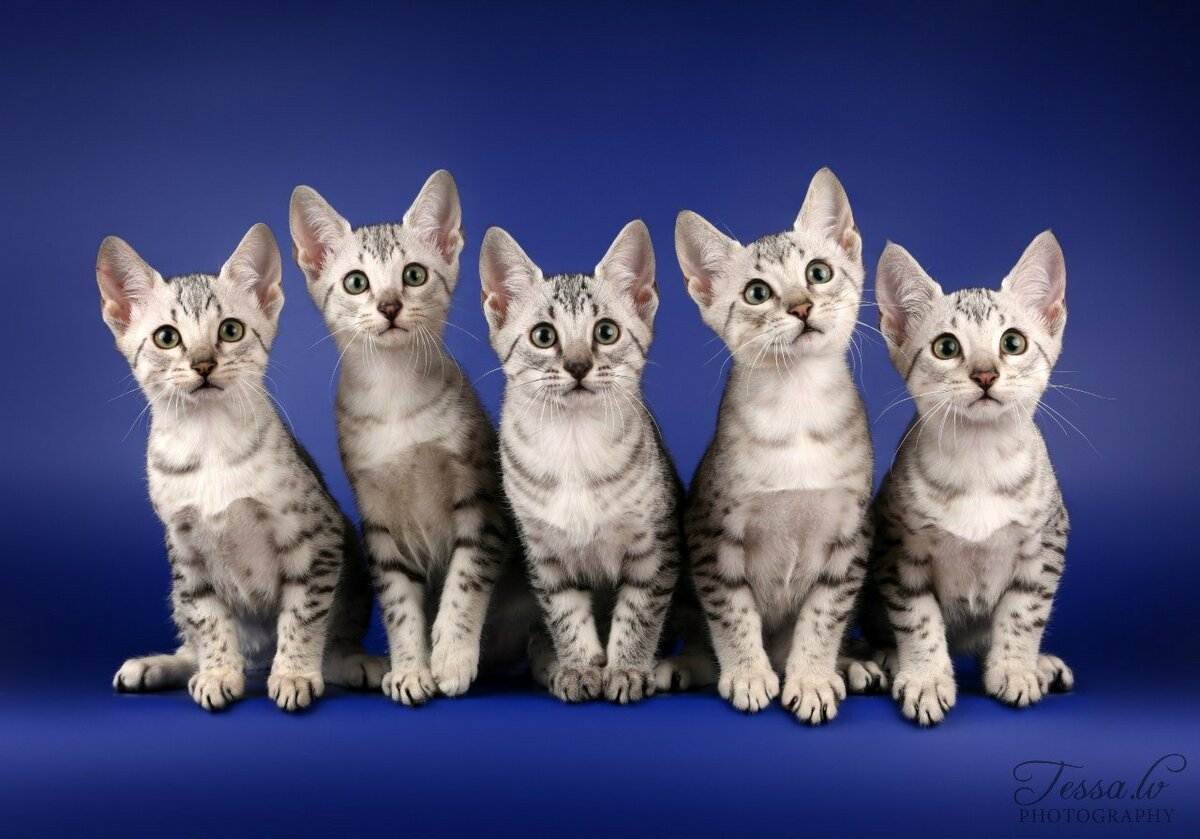 Рейтинг пород кошек. самые популярные породы кошек. самые популярные породы кошек в мире топ-10