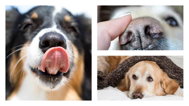 Теплый и сухой нос у собаки: причины сухости, норма и патология, симптомы, сопутствующие сухому носу у собаки, что делать хозяину