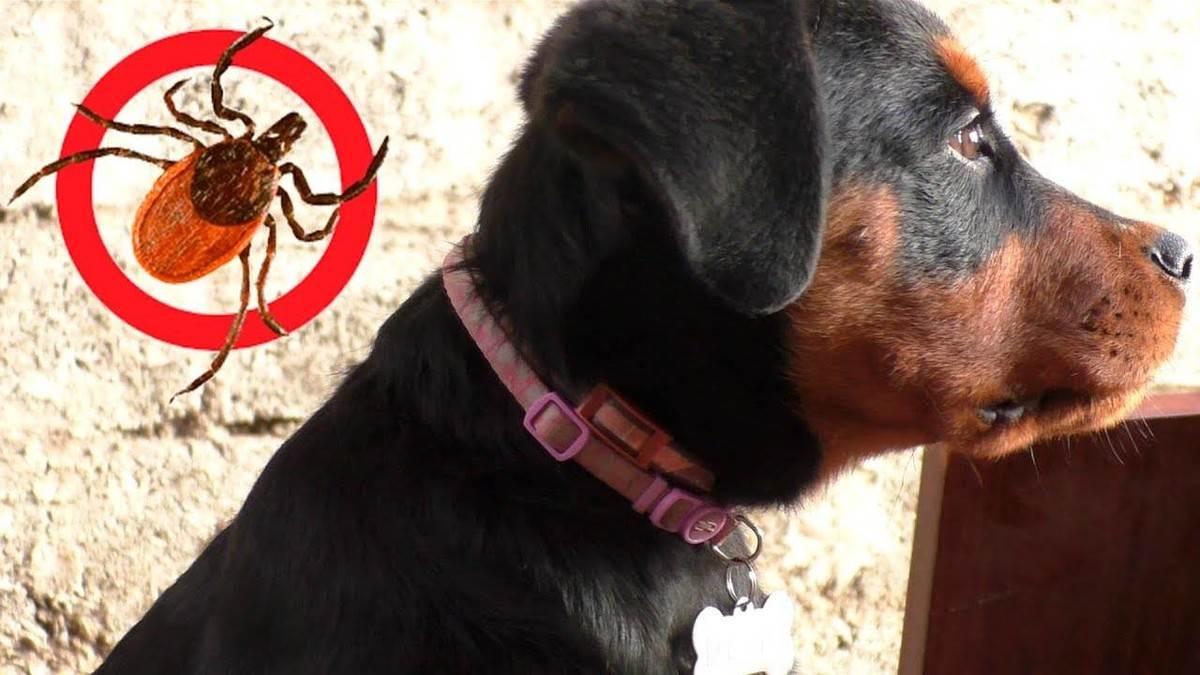Клещ у собаки: разновидности, признаки, последствия укуса - лечение в домашних условиях