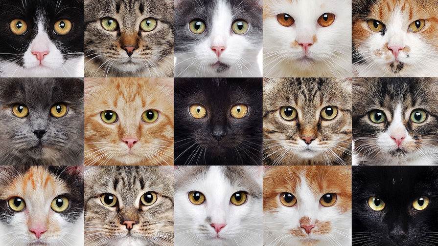 Самые популярные породы кошек