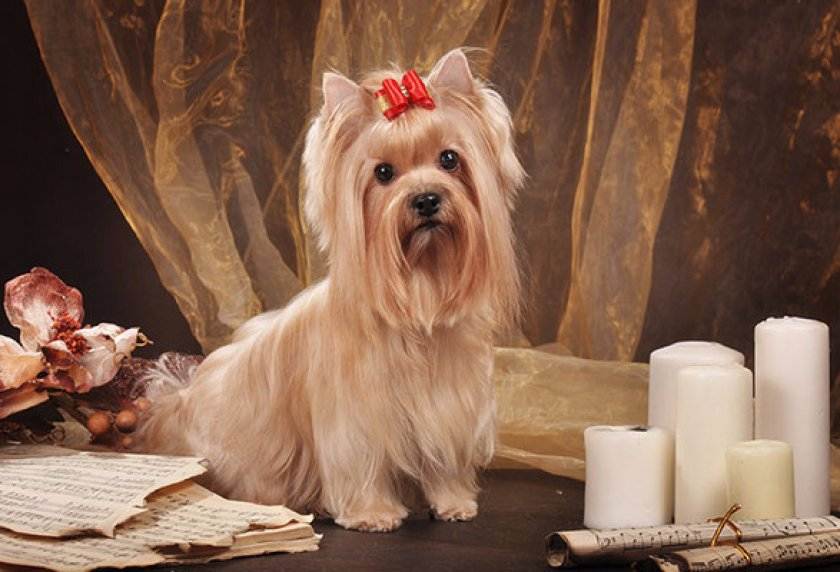 Русская салонная собака - фото, цена, описание, видео