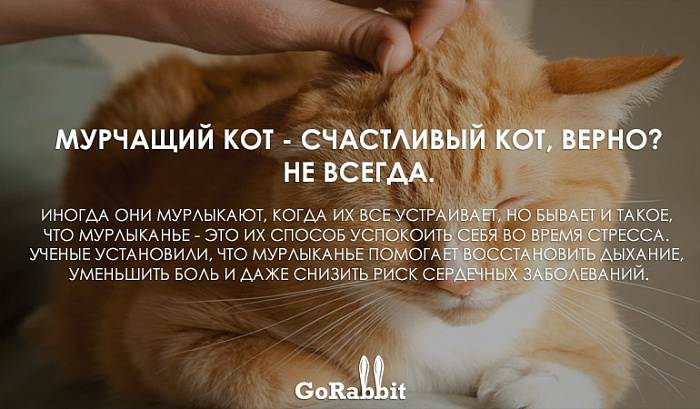 Как успокоить кошку: советы опытного хозяина