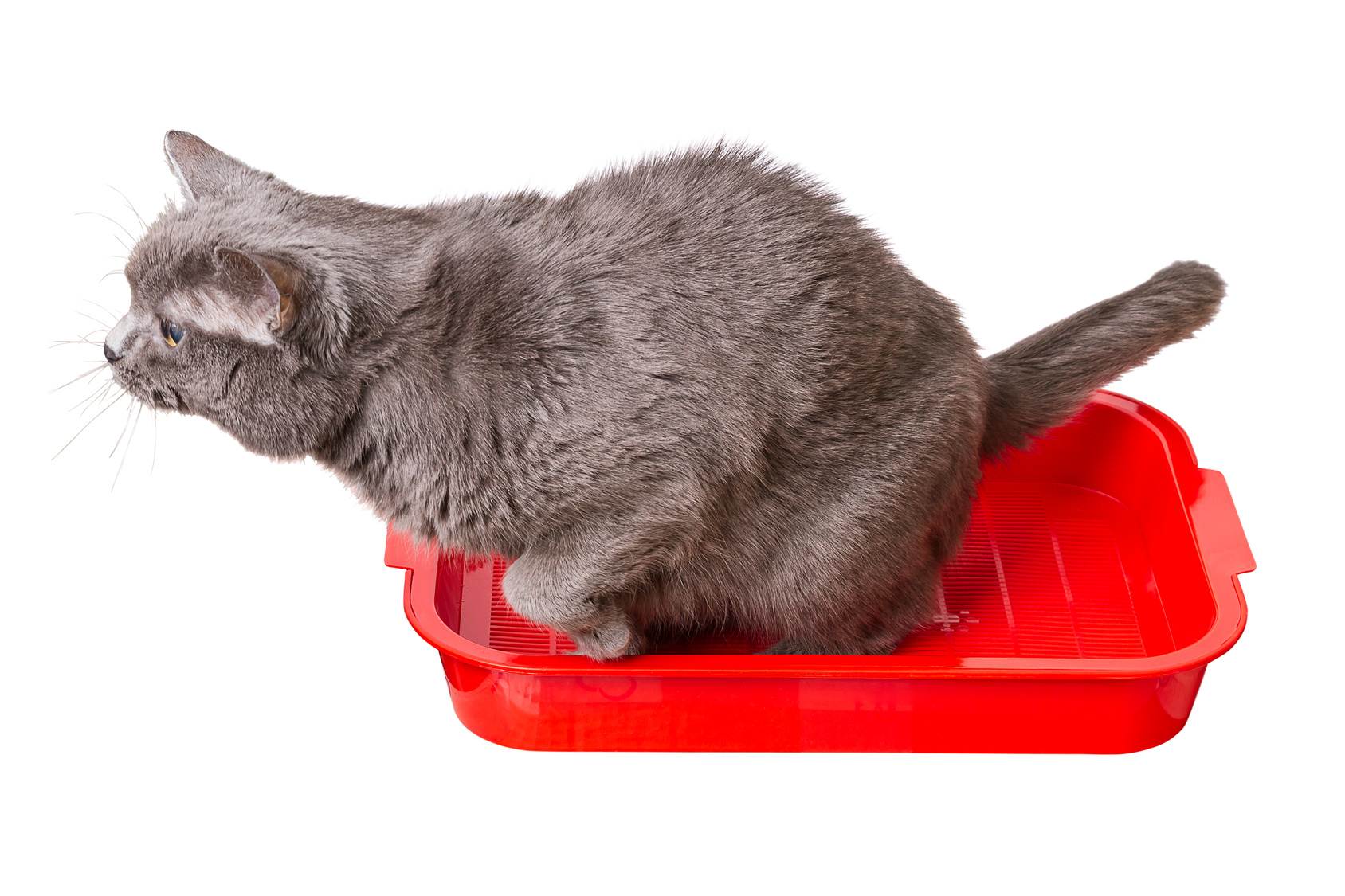 7 причин почему кошка писает кровью – симптомы и лечение
