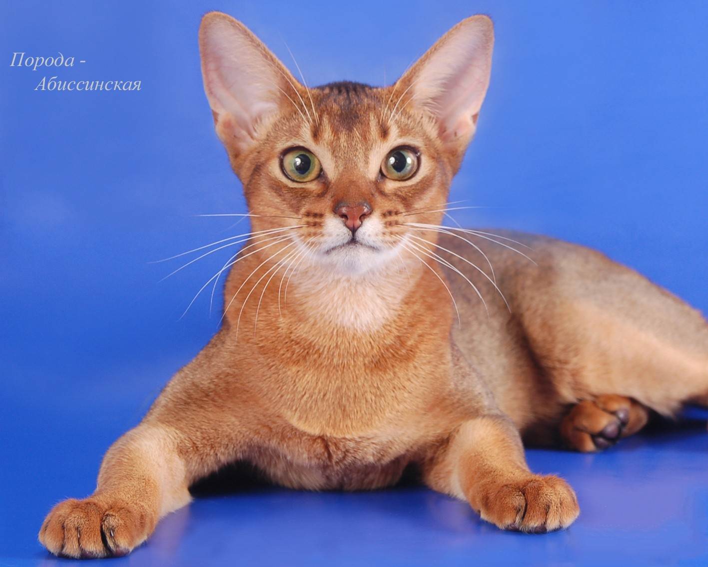 Абиссинская кошка - 88 фото грациозной и очень древней породы