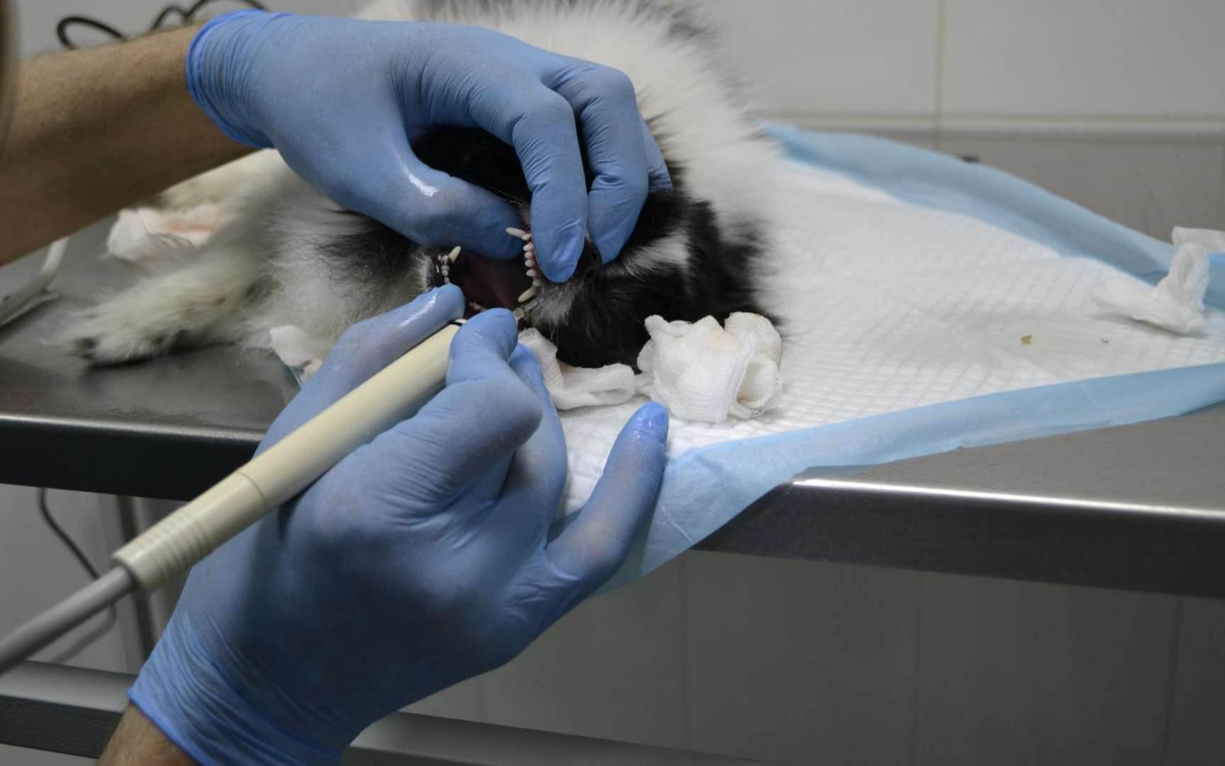 Стерилизация кошки в санкт-петербурге