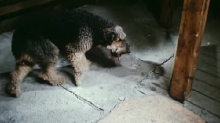 Собака породы эрдельтерьер из фильма про электроника (эрдельтерьер)