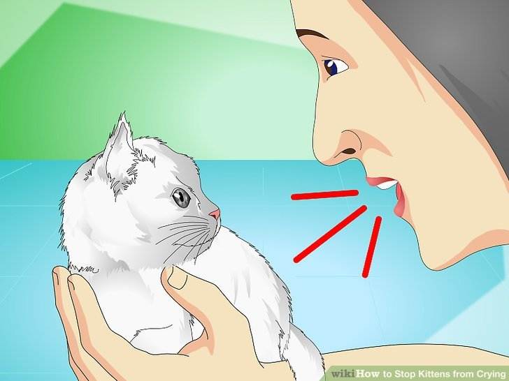Что дать коту чтобы не хотел кошку народные средства