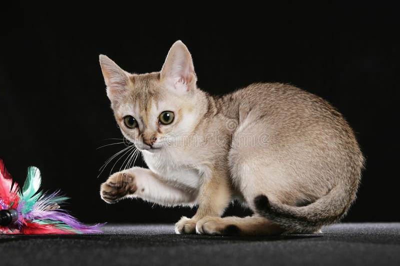 Сингапурская кошка описание породы особенности характера