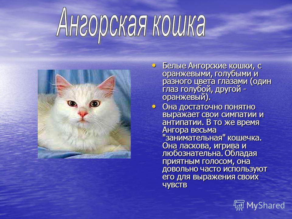 Описание ангорской кошки с фото: характеристики породы и характер турецкой ангоры, повадки и особенности содержания
