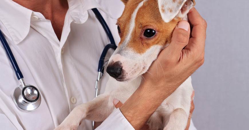 Аллергия у собак: признаки и причины, как проявляется пищевая, химическая, кожная аллергия у собак и другие ее виды, выявление аллергена и лечение