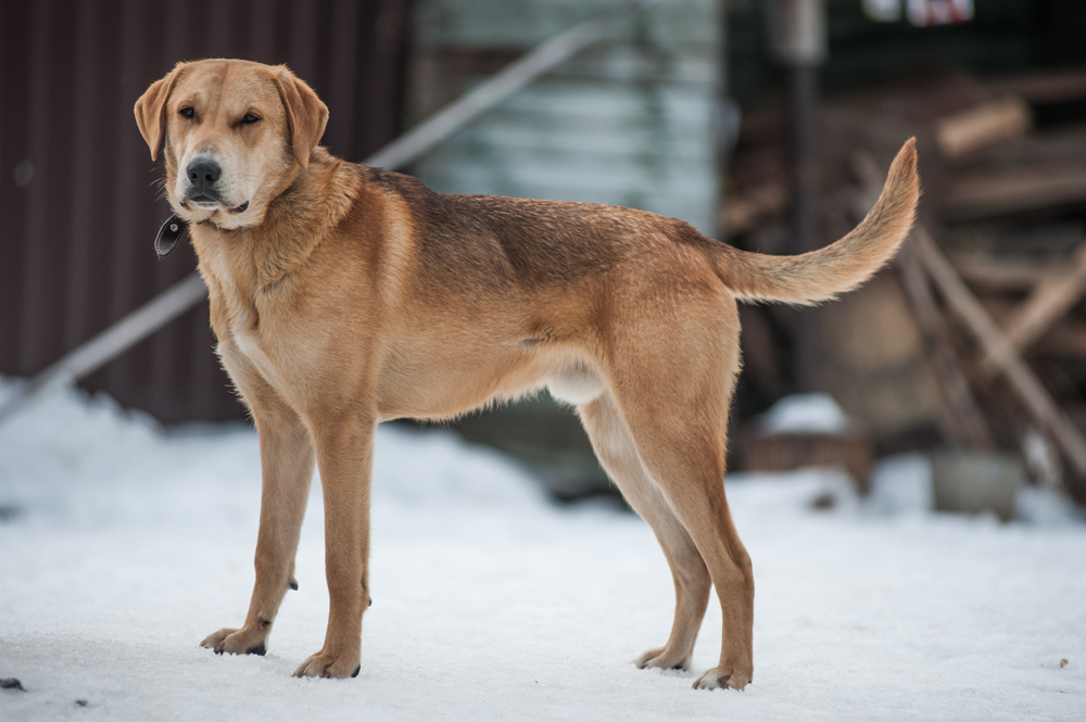 Гончие собаки – классификация и популярные породы