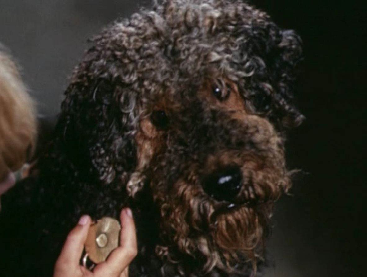 Порода собаки из фильма «приключения электроника» — мечта советских детей