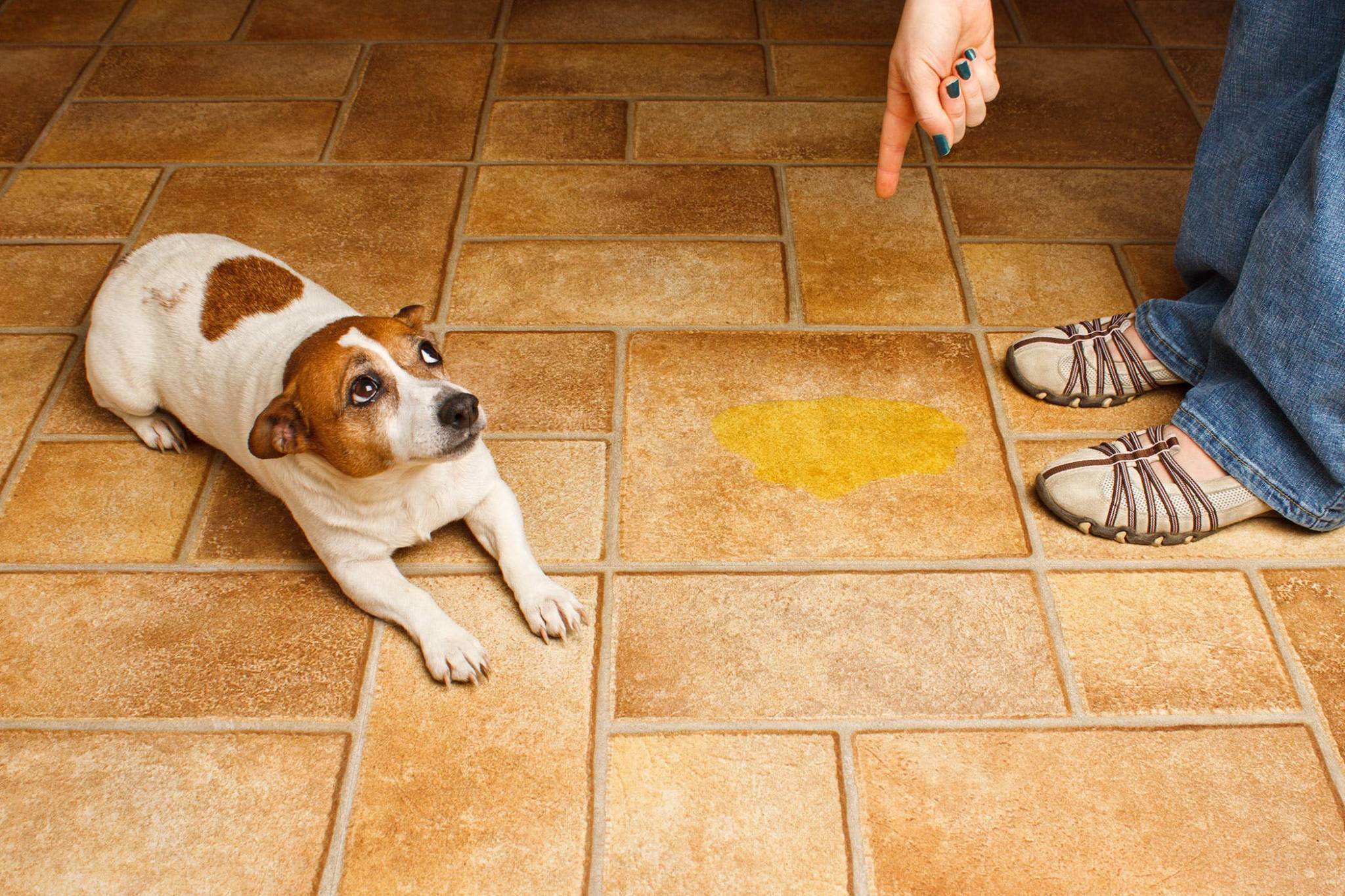 Ваш пес метит в доме? наши советы. как отучить собаку метить: причины и методы борьбы собака метит в квартире что