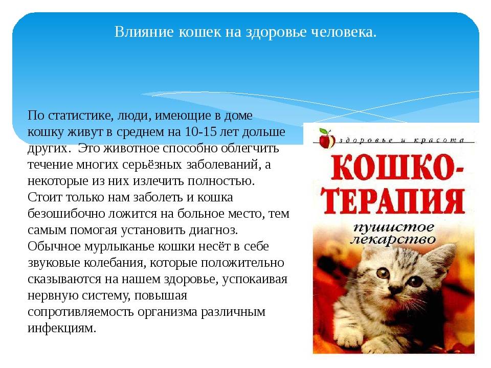 Как кошки влияют на женское самочувствие - gafki.ru