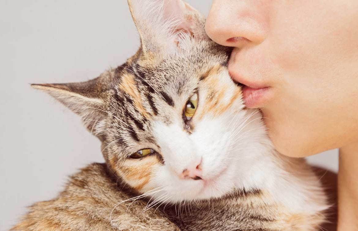 Почему нельзя обнимать котов - причины и последствия