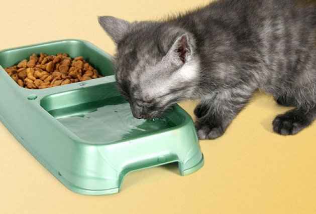 Чем кормить месячного котенка в домашних условиях