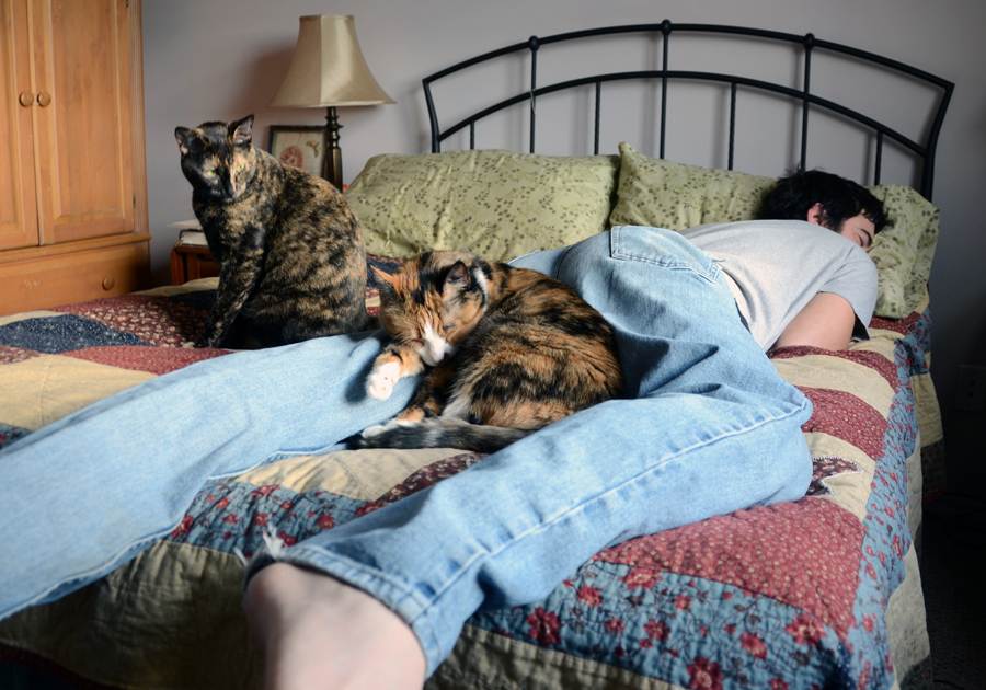 Для чего кошки ложатся спать с хозяевами? почему кошки спят в ногах, на голове человека? почему нельзя спать с кошкой в одной кровати взрослым, детям, беременным? как отучить кошку спать на кровати?