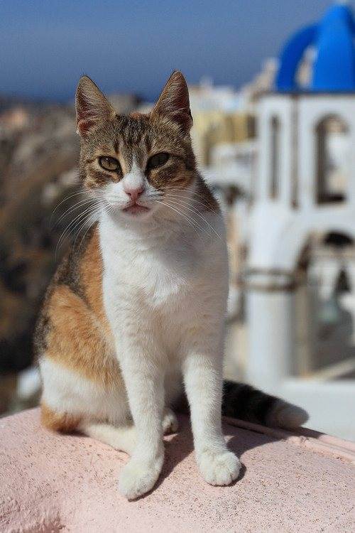 Эгейская кошка: все особенности породы (+ фото и видео)