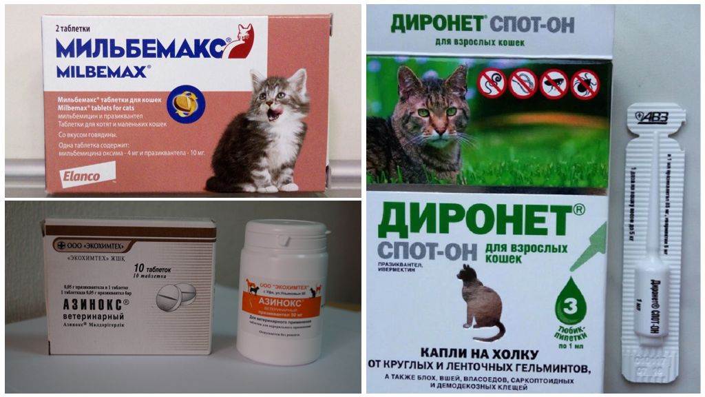 Описторхоз у кошек и котов: симптомы, лечение и профилактика