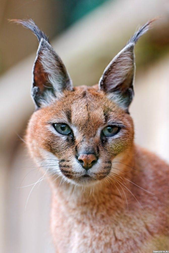 Кошка рысь - порода, кошка похожая на рысь с кисточками на ушах