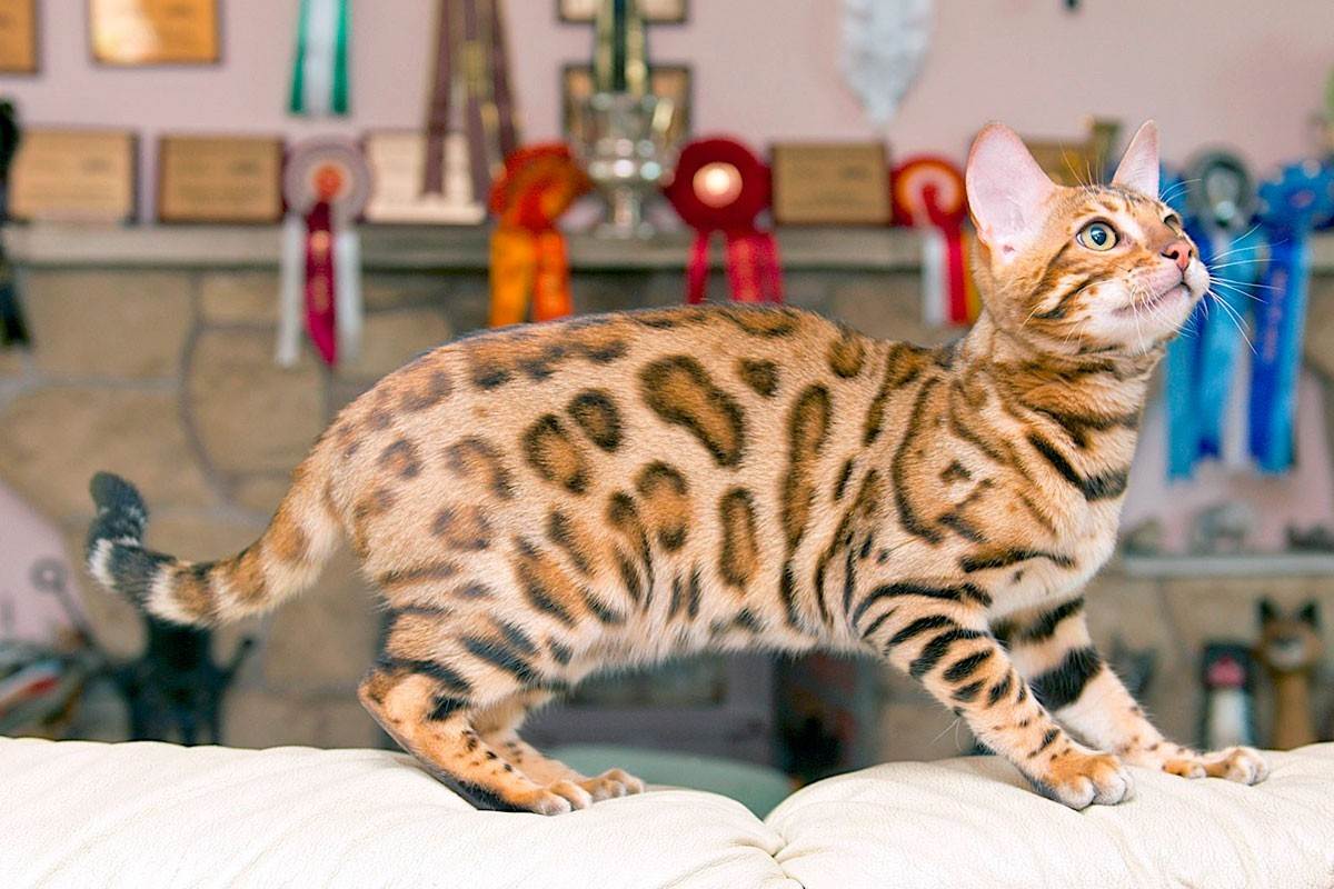 Бенгальская кошка, похожая на леопарда: особенности породы, описание окраса и характера бенгала, фото кота и выбор леопардового котёнка