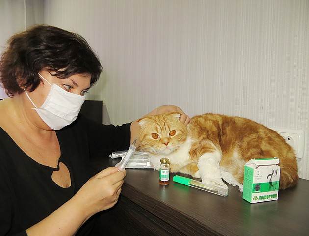 Кашель у кошки: причины, симптомы, диагностика, лечение и прогноз, профилактические меры | блог ветклиники "беланта"