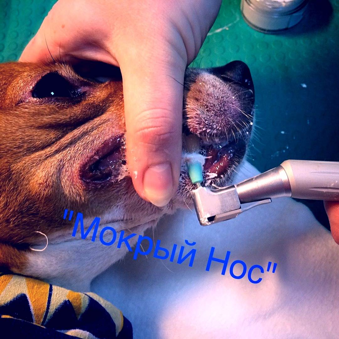 Чистка зубов собаке ультразвуком