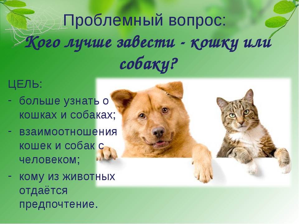 Кот или кошка – кого выбрать, кто лучше для дома и квартиры, ласковее и спокойнее?